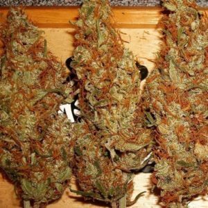 Buy LA Confidential strain online