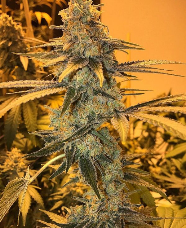 Buy OG kush online Buy OG kush online