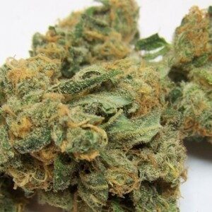 Buy Mango Kush Online