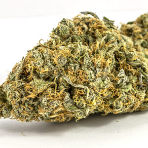 Buy Scout master strain online