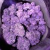 Purple Haze
