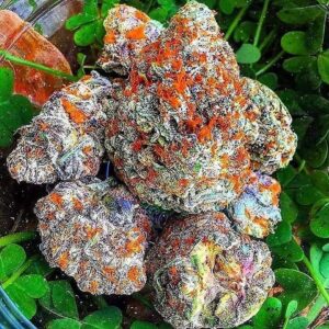 Buy Red Dragon strain online