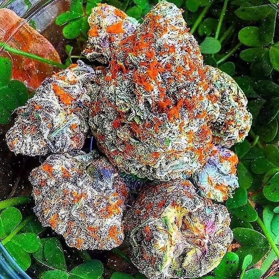 Buy Red Dragon strain online Buy Red Dragon strain online