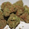 Buy cat piss strain online