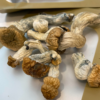 Buy Penis envy mushroom online