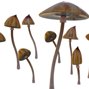 Shrooms