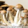 Buy psilocybin mushrooms online