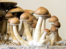 Buy psilocybin mushrooms online