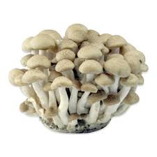 Buy White Beech Mushrooms online